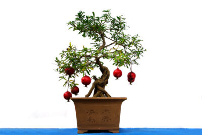 pomegranate bonsai care