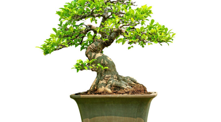 bonsai tree ficus