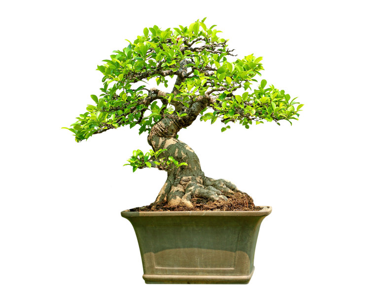 bonsai tree ficus