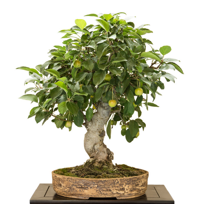 bonsai apple tree