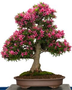 bonsai azalea