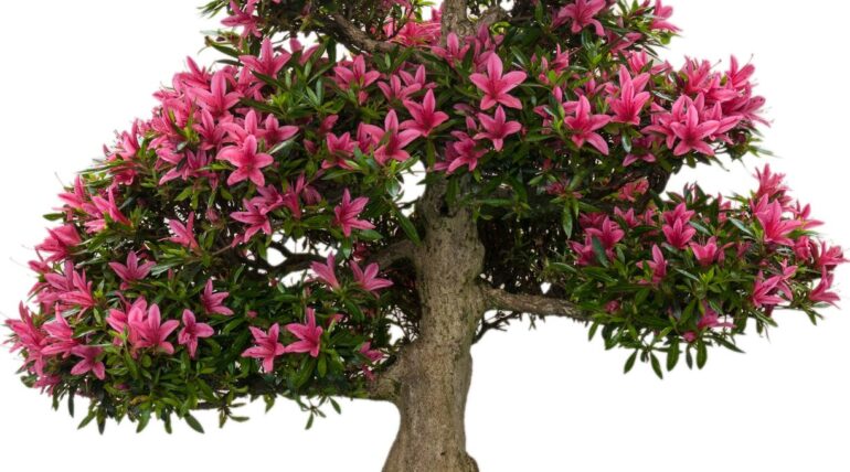 bonsai azalea