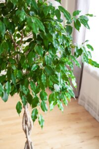 ficus benjamina