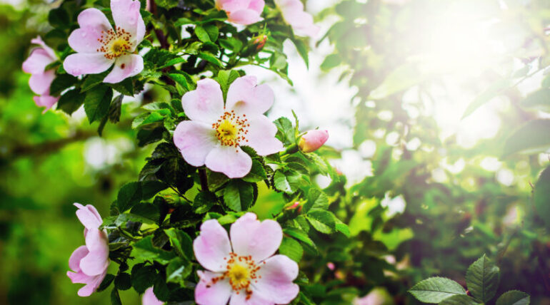 dog rose rosehip