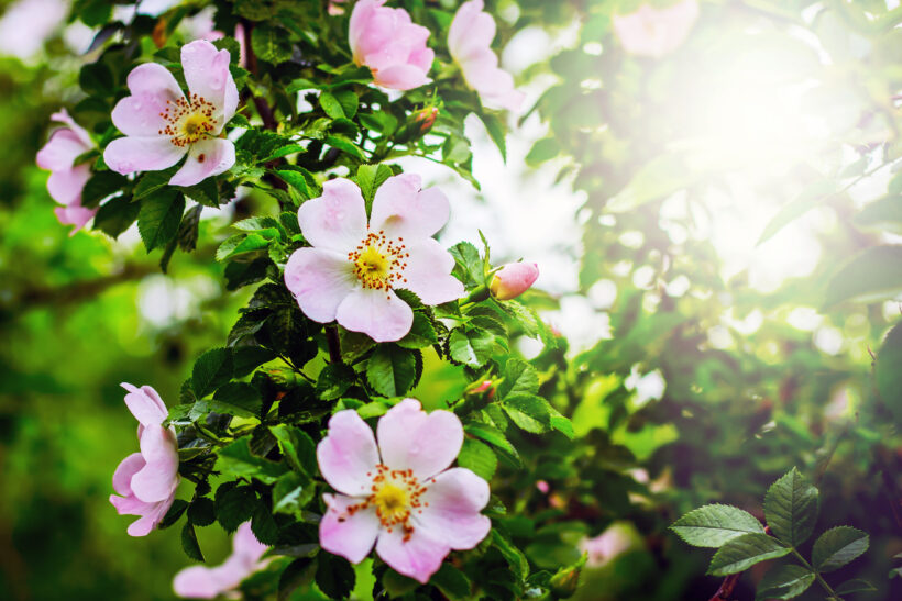 dog rose rosehip