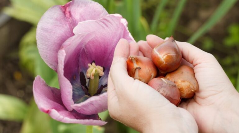 tulips