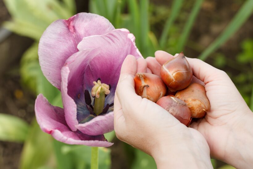 tulips