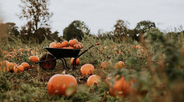 pumpkins