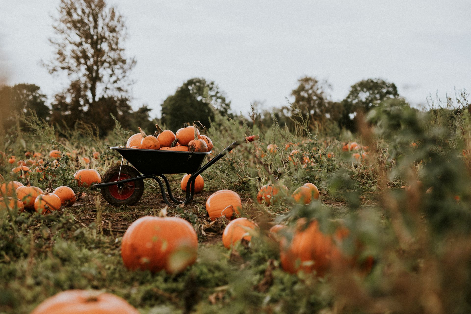 pumpkins