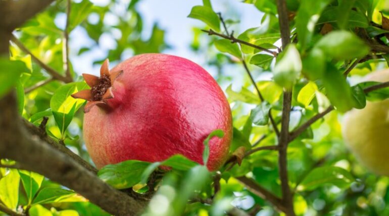 pomegranate