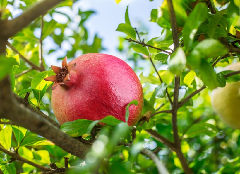 pomegranate