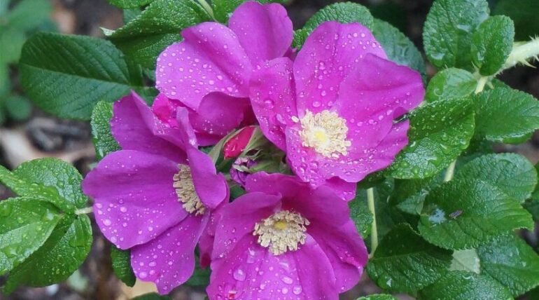 rosa rugosa