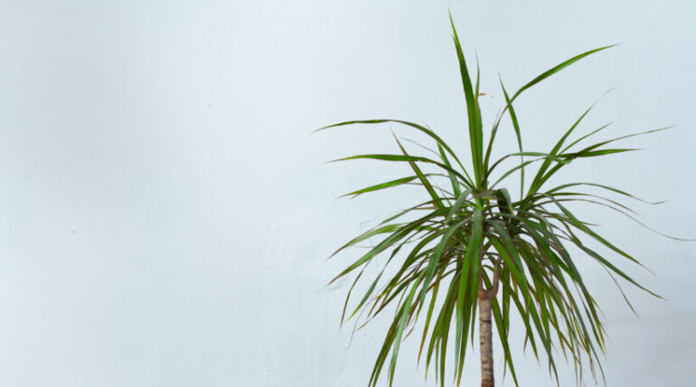 dracaena