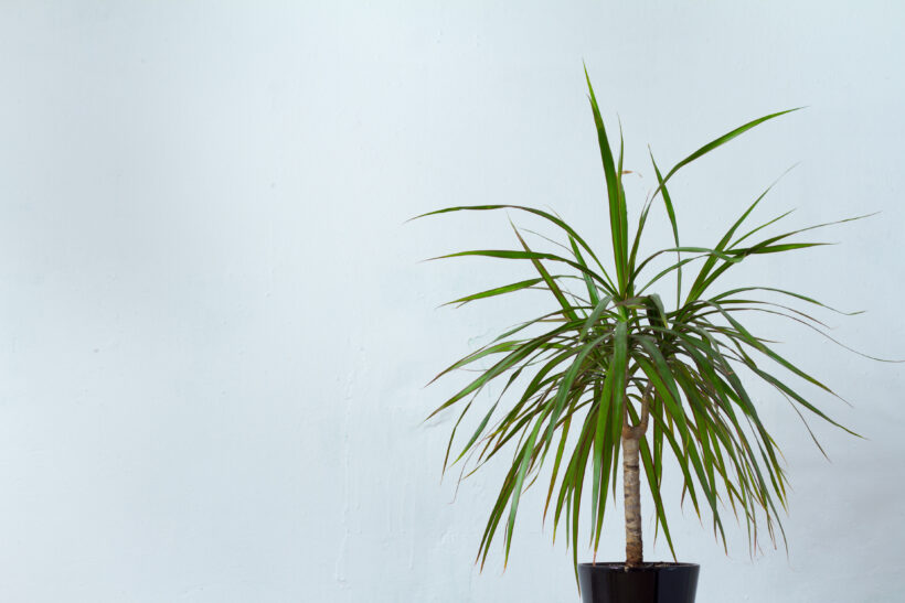 dracaena